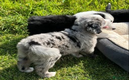 Bernese Mountain Dog dogs for sale: Stunning Chunky Bordernese Puppies - Image 11