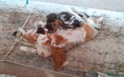 Domestic Shorthair cats for sale: Lovable kittens for homing - Image 5