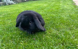 Mini Lop rabbits for sale: Selling male mini lop  - Image 3