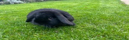 Mini Lop rabbits for sale: Selling male mini lop  - Advert 3