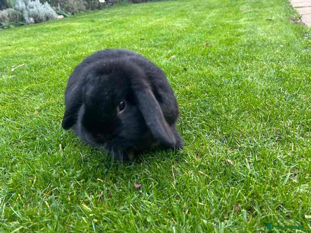 Mini Lop rabbits for sale: Selling male mini lop  - Image 3