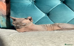 Sphynx cats for sale: Little star sphynx - Image 4