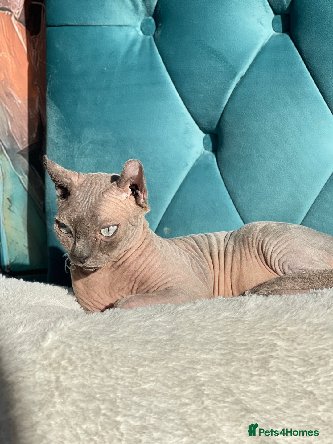 Sphynx cats for sale: Little star sphynx - Image 4