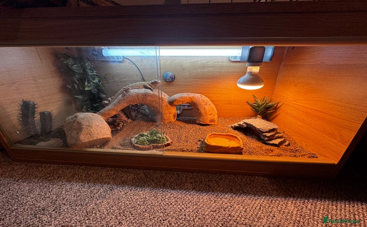 Bearded Dragon reptiles - Advert 3