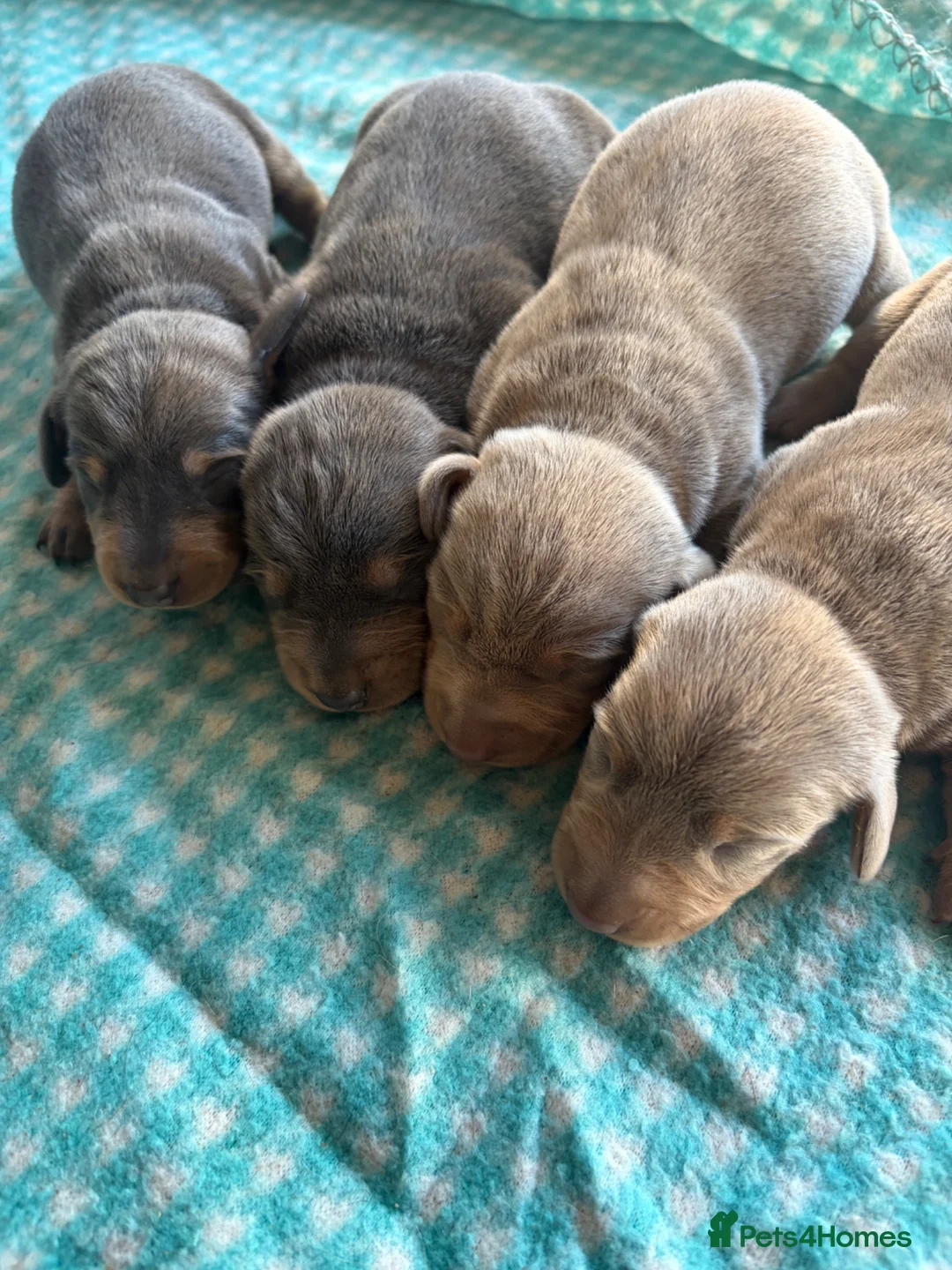 Miniature Dachshund dogs for sale: Mini dachshund  - Advert 2