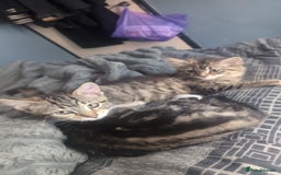 Mixed Breed cats for sale: Mixed bread female kittens  - Image 1
