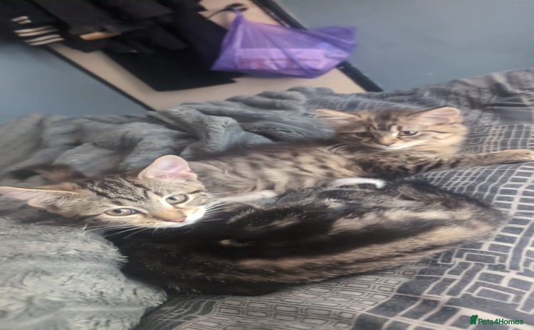 Mixed Breed cats - Advert 1