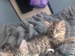 Mixed Breed cats - Advert 4