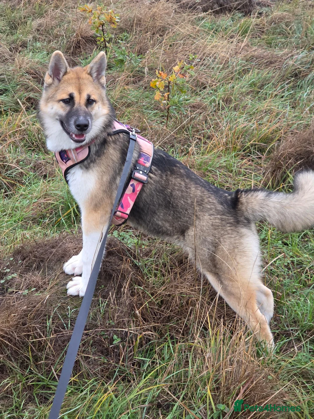 Huskita dogs for sale: Beautiful Huskita Kaida in Hertford - Advert 1