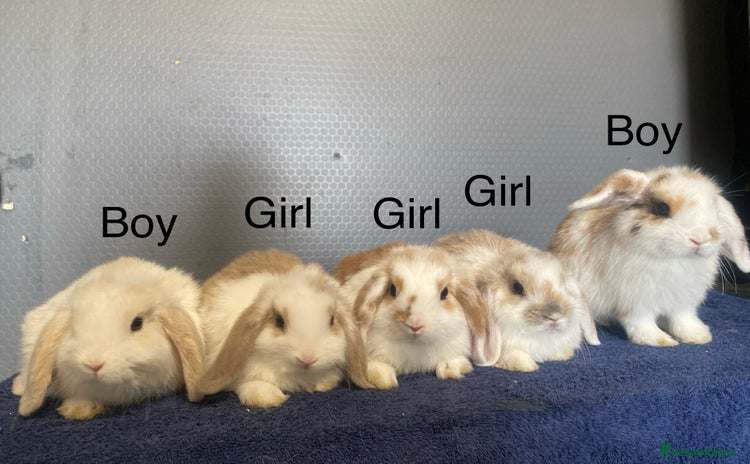 Lionhead rabbits - Advert 4