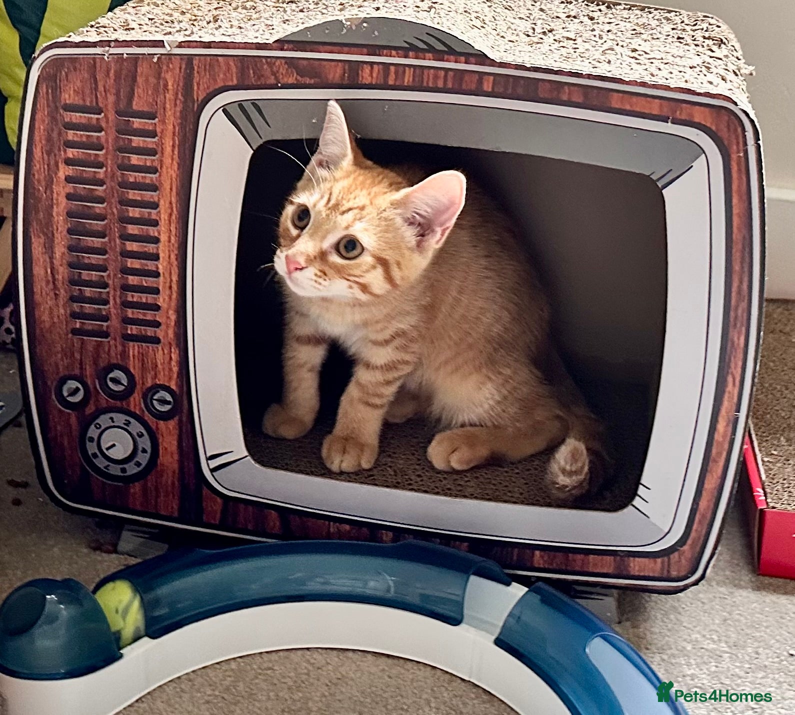 Mixed Breed cats Amiable mixed breed kittens - Advert 2