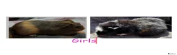 Guinea Pig rodents for sale: X2 female guinea pigs.  - Advert 1