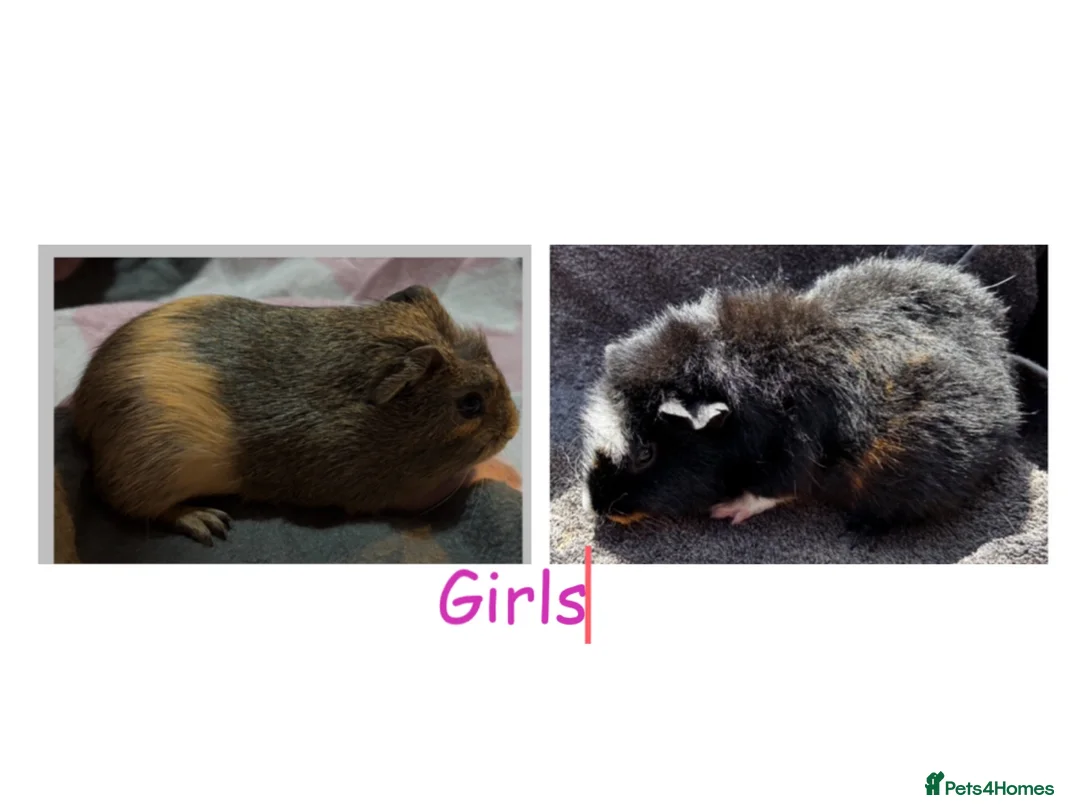 Guinea Pig rodents for sale: X2 female guinea pigs.  - Advert 1