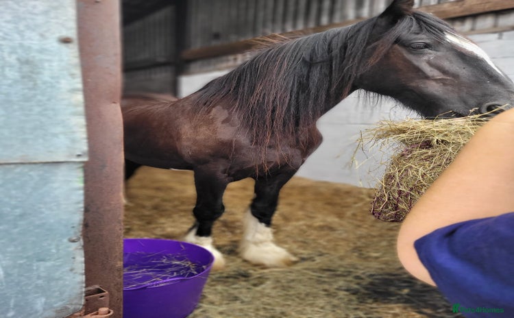 Shire horses - Advert 1