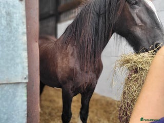 Shire horses - Advert 2