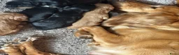 Cocker Spaniel dogs for sale: Cocker Spaniel puppies 🐶 Looking for Loving Homes - Advert 3