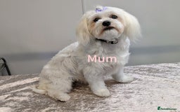 Maltese dogs for sale: Still waiting for love. Beautiful Maltese Puppies - Image 7