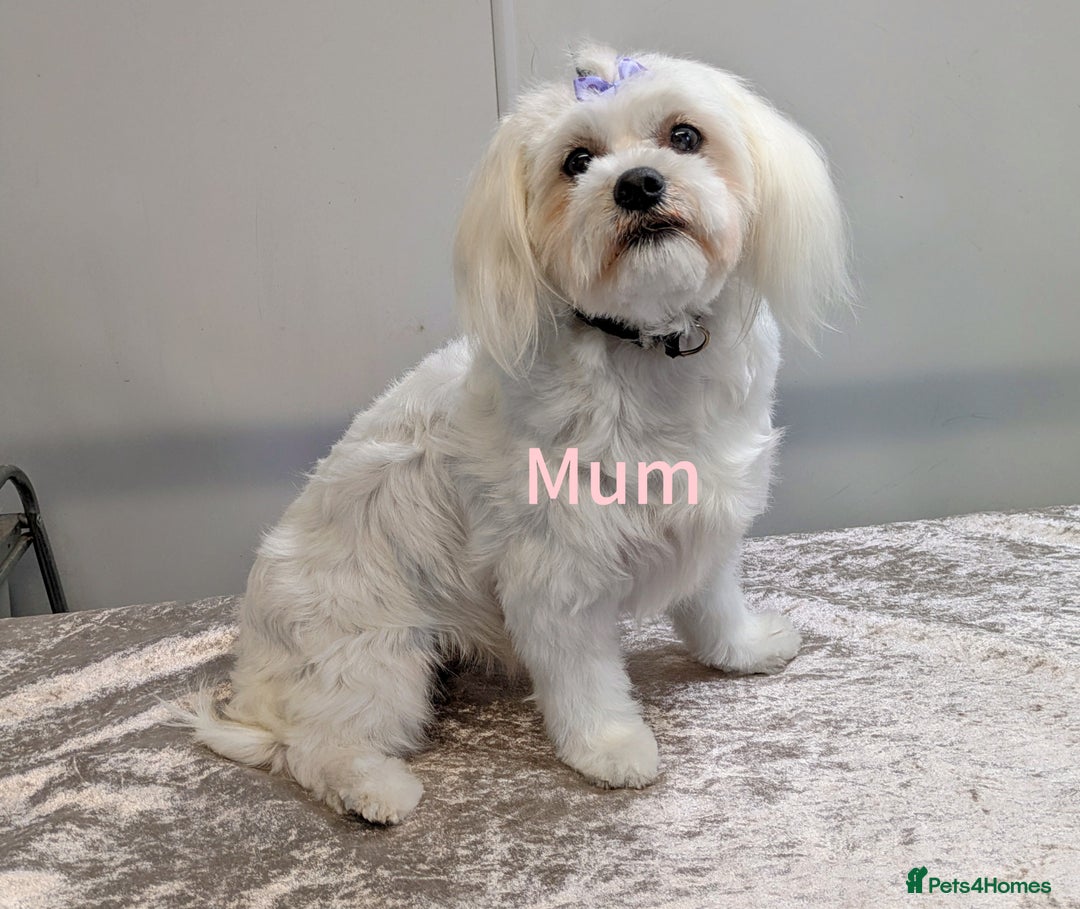 Maltese dogs for sale: Still waiting for love. Beautiful Maltese Puppies - Image 7