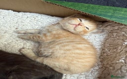 Devon Rex cats for sale: Adorable first generation permitted outcross - Image 17