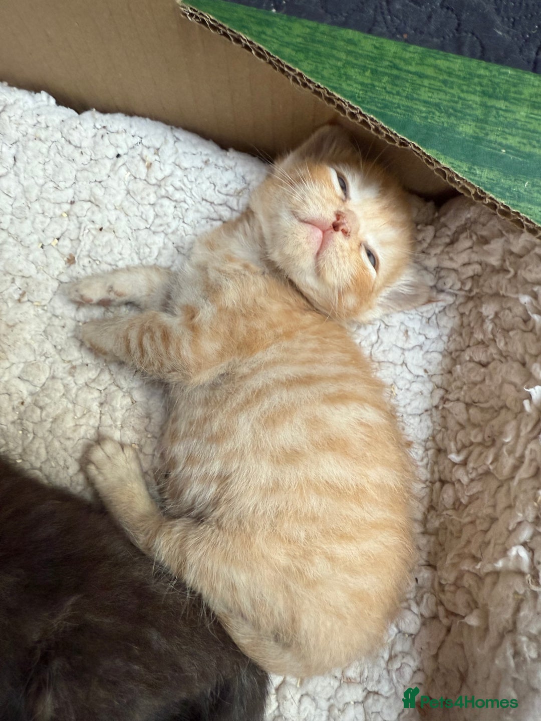 Devon Rex cats for sale: Adorable first generation permitted outcross - Image 17