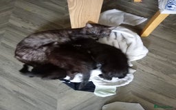 Mixed Breed cats for sale: 3 lovely male kittens looking for forever homes - Image 3