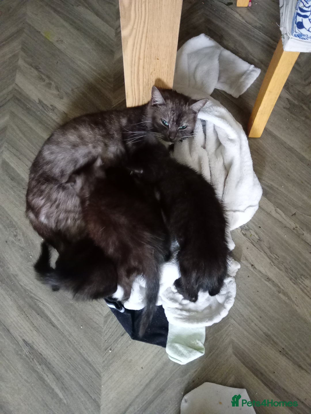 Mixed Breed cats for sale: 3 lovely male kittens looking for forever homes - Image 3