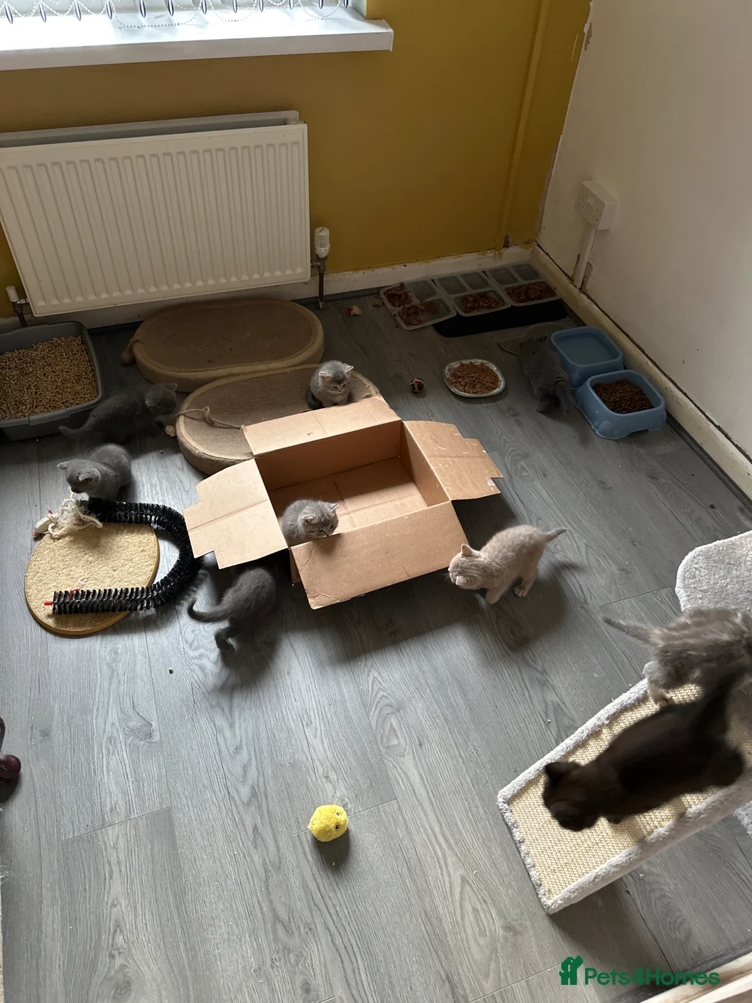British Shorthair cats for sale: British blue teddies  - Advert 10