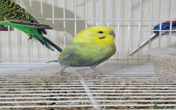 Budgerigars birds for sale: Lovebirds and budgies  - Image 3