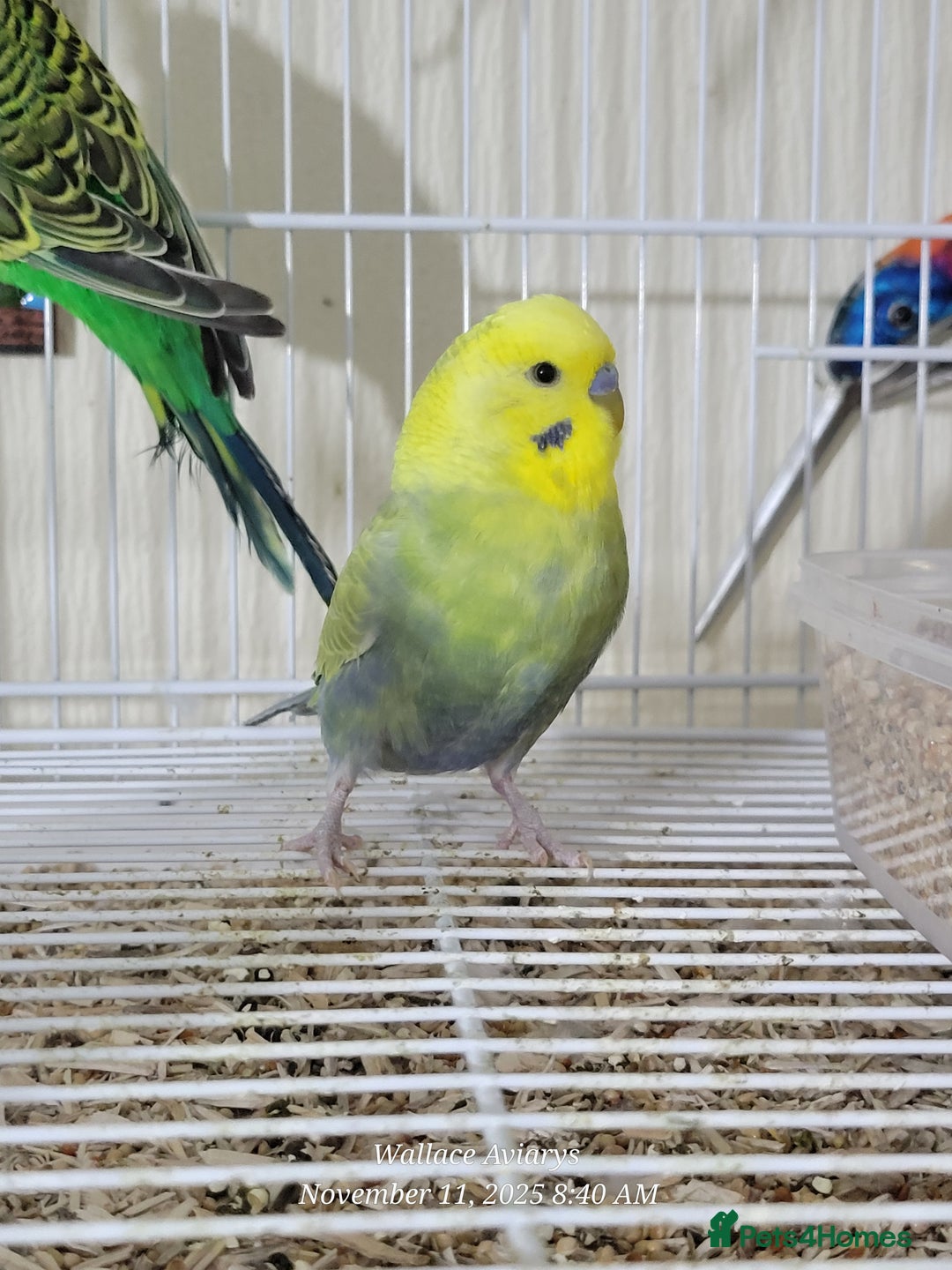 Budgerigars birds for sale: Lovebirds and budgies  - Image 3