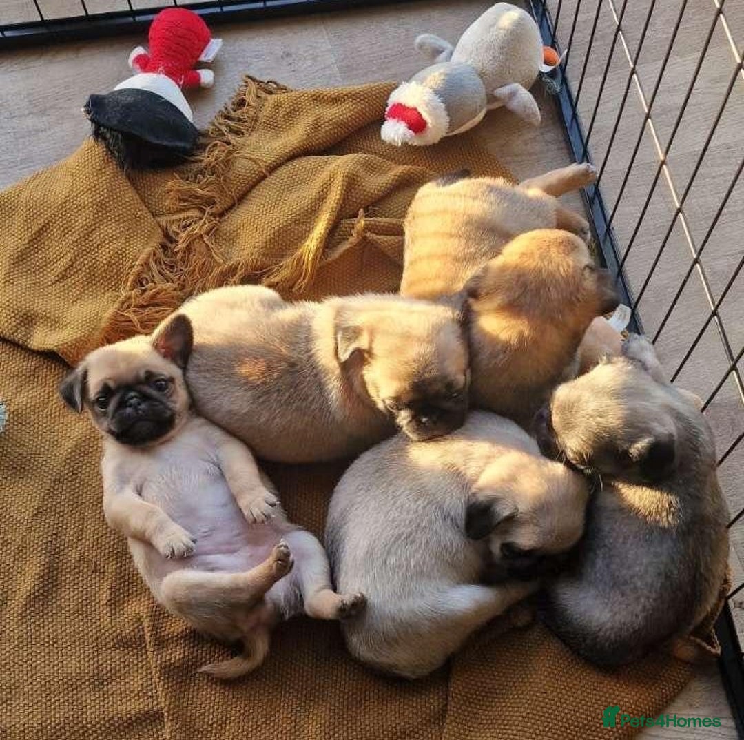 Mixed Breed dogs for sale: Pug/Japanese chin puppies - Advert 1