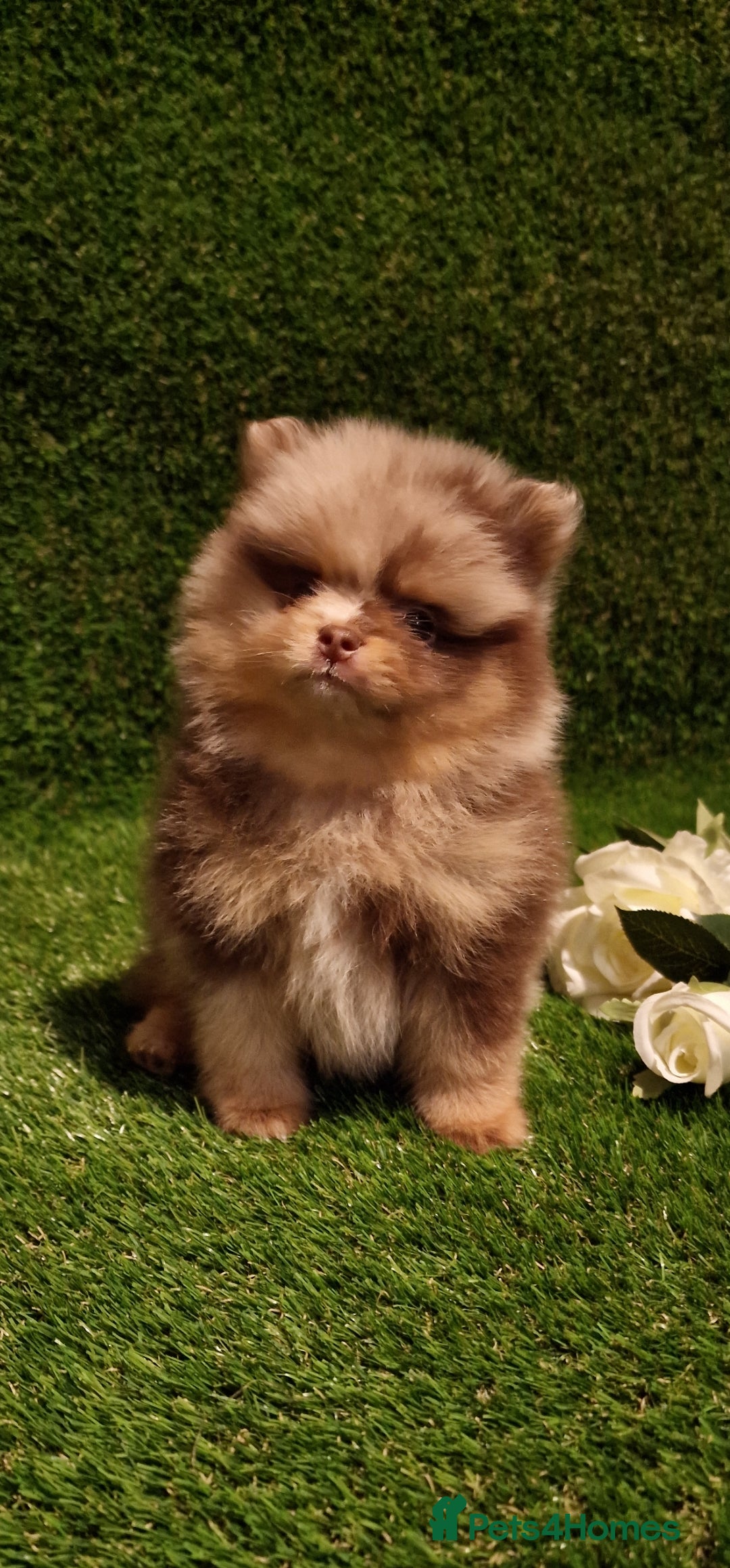 Pomeranian dogs for sale: 🧸💥 TOPQUALITY XXS UNIQUE POMERANIAN PUPPIES 🧸💥 - Image 4