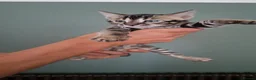 Bengal cats for sale: luxurious bengals - Advert 15