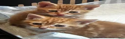 Mixed Breed cats for sale: Ginger 2 kittens  - Advert 3