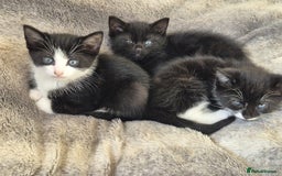 Mixed Breed cats for adoption: ***STELLA***BELLA***STAN*** - Image 2