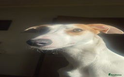 Whippet dogs for sale: 8 WHIPPET PUPPIES   - Image 14