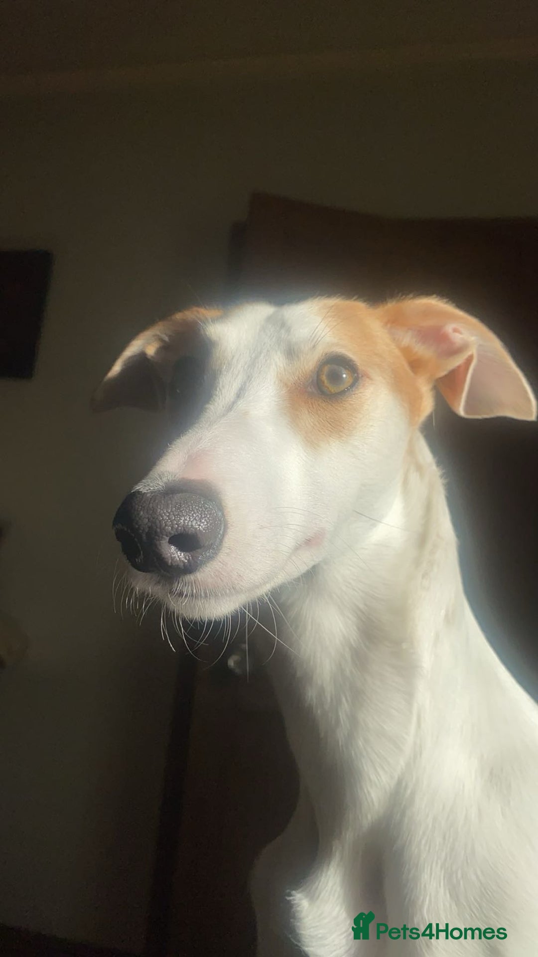 Whippet dogs for sale: 8 WHIPPET PUPPIES   - Image 14