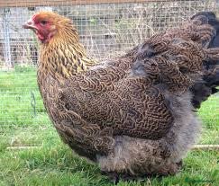 Chickens poultry Gold partridge brahma hen for sale - Advert 1