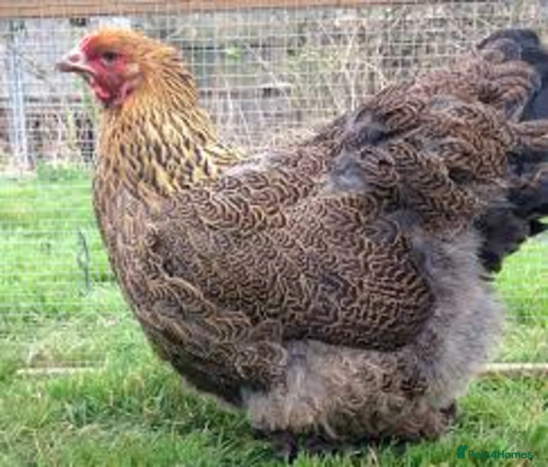 Chickens poultry for sale: Gold partridge brahma hen for sale - Advert 1