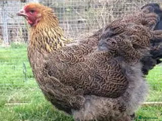 Chickens poultry Gold partridge brahma hen for sale - Advert 1