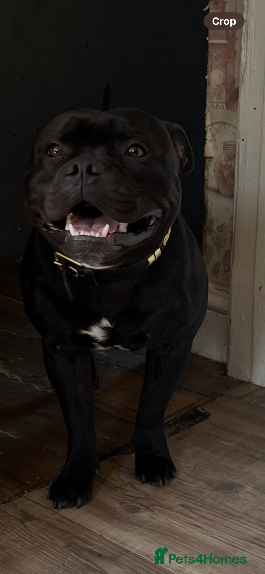 Staffordshire Bull Terrier dogs for stud: Stud dutys only has been proven - Image 2