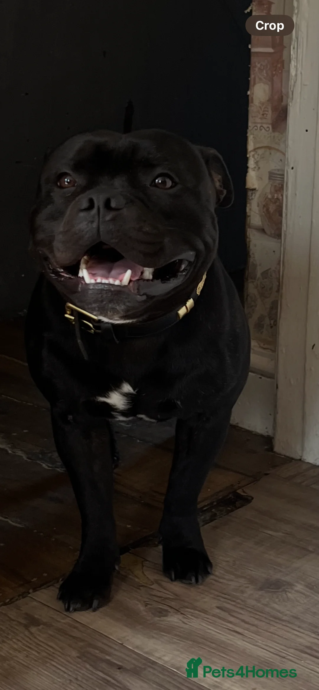 Staffordshire Bull Terrier dogs for stud:  stud carrying blue pedigree full of champions  - Advert 8