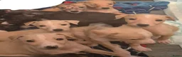 Lurcher dogs for sale: Saluki Whippit Deerhoud greyhounds - Working lines in Newcastle upon Tyne - Advert 1