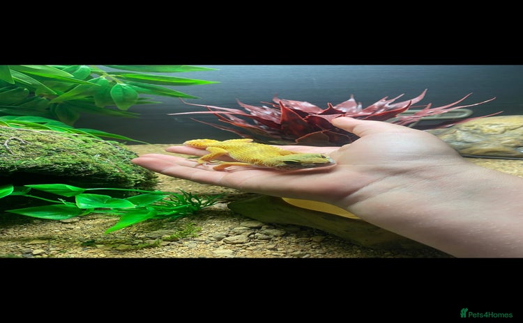 Gecko reptiles - Advert 2