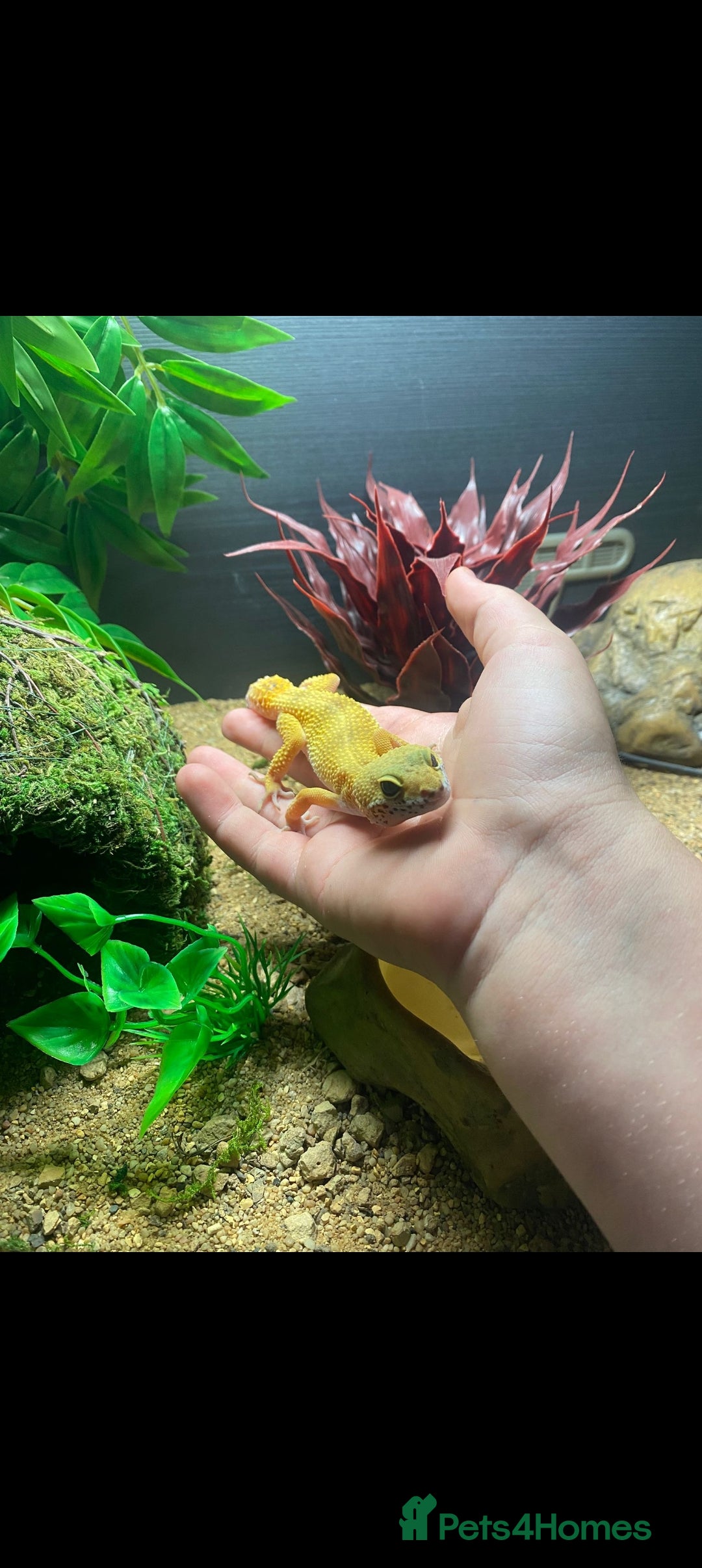 Gecko reptiles for sale: Beautiful Leopard Gecko - Image 1