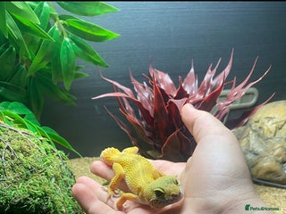 Gecko reptiles Beautiful Leopard Gecko - Advert 3