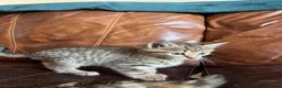 Domestic Shorthair cats for sale: Tabby kittens - Advert 5