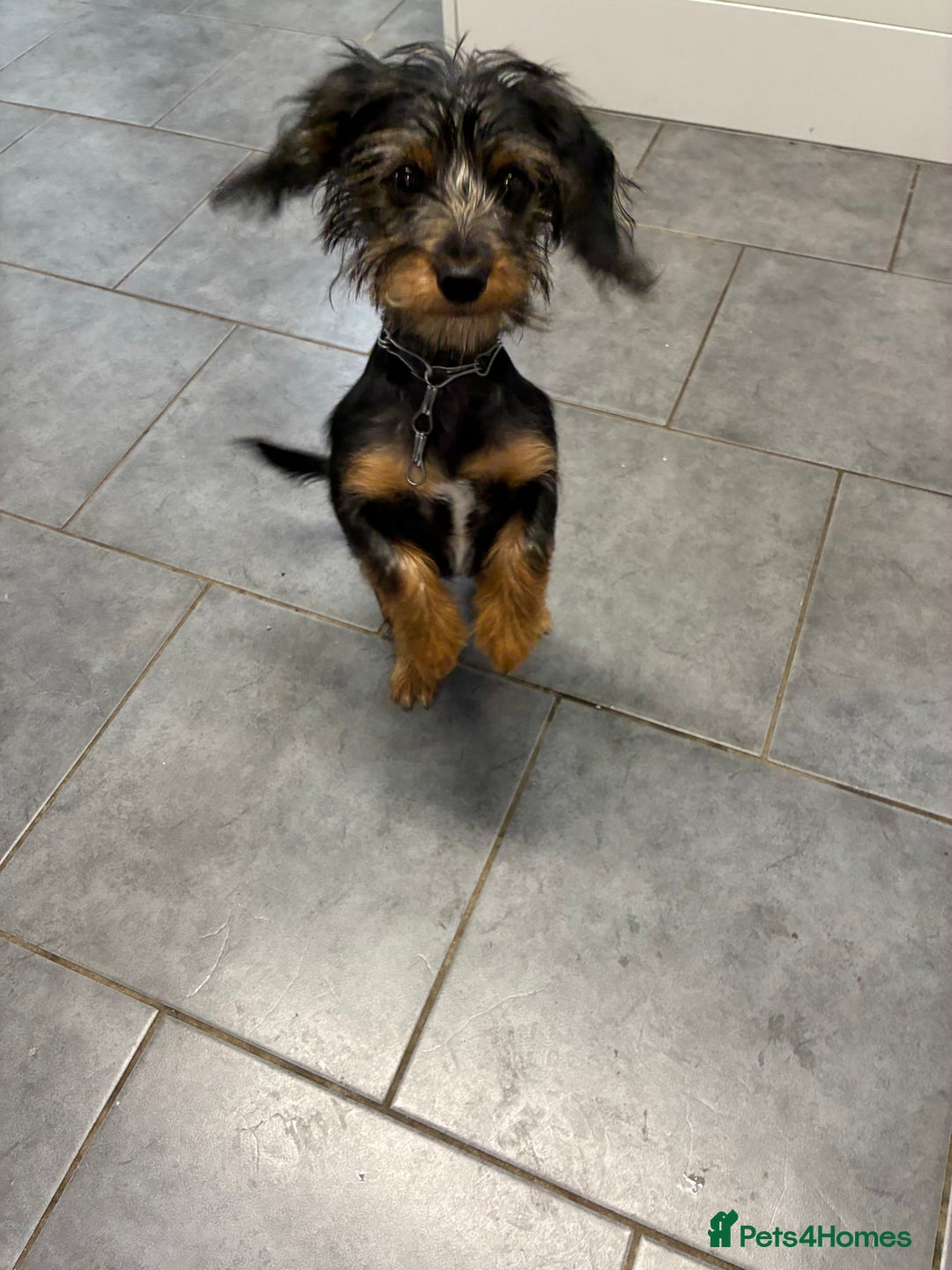 Mixed Breed dogs for sale: Yorkshire Terrier X dachshund  - Image 2