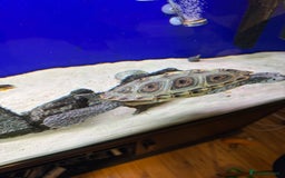 Terrapin reptiles for sale: 2 diamond back terrapins  - Image 1