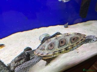 Terrapin reptiles - Advert 1