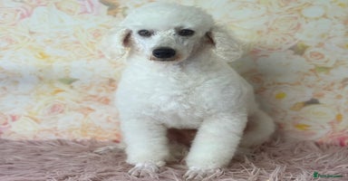 Miniature Poodle dogs - Advert 10